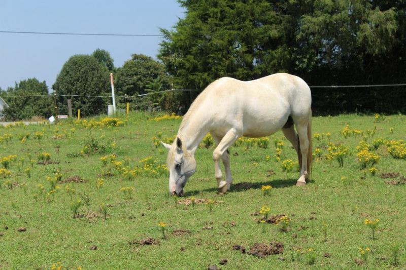 Horse Protection Society of North Carolina Reviews and Ratings China