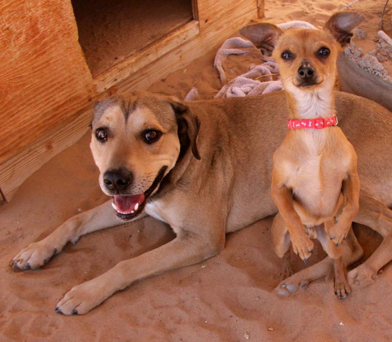 Watermelon Mountain Ranch Inc Reviews and Ratings Rio Rancho, NM