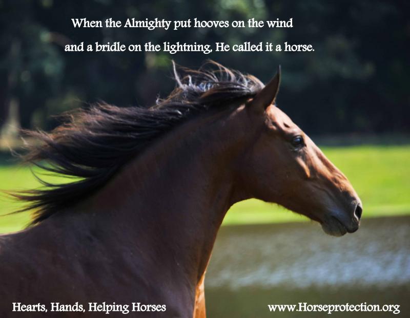 Horse Protection Society of North Carolina Reviews and Ratings China