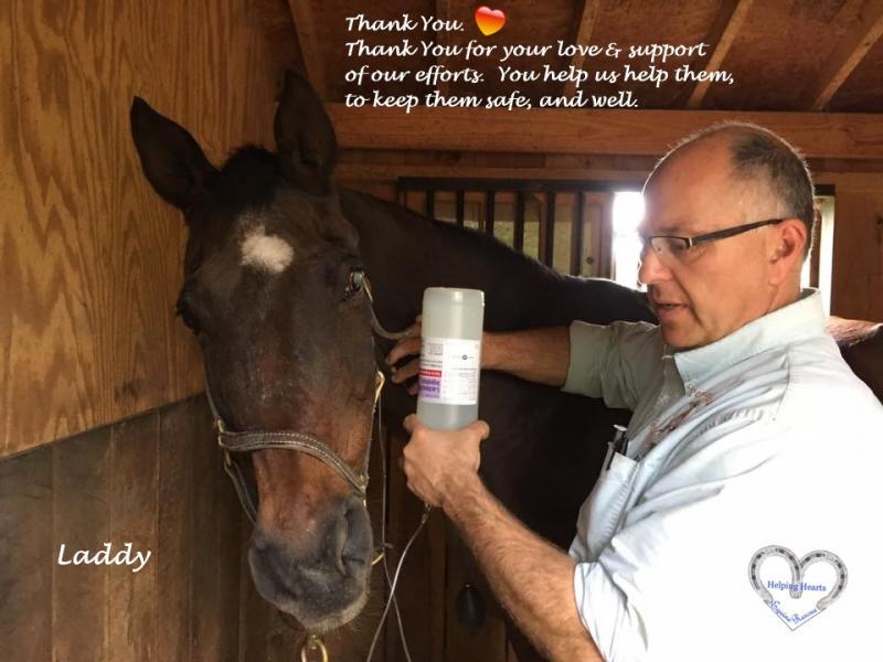 Helping Hearts Equine Rescue Reviews and Ratings Perrineville, NJ Donate, Volunteer, Review