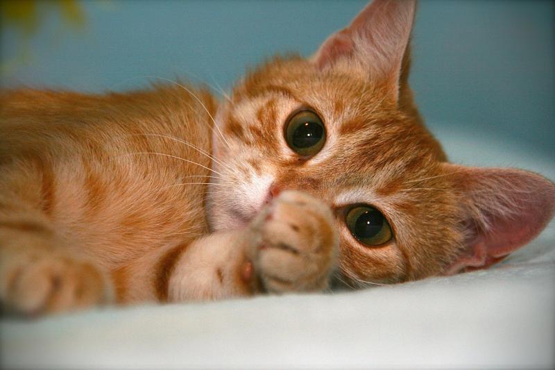 Raccoon Valley Animal Sanctuary & Rescue Reviews and Ratings | Boone