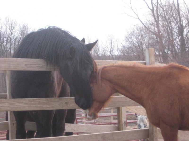 Hooves & Paws Rescue of the Heartland Reviews and Ratings Glenwood