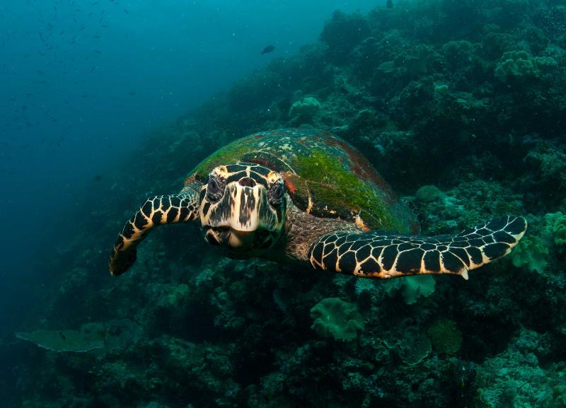 The Ocean Foundation Reviews and Ratings | Washington, DC | Donate