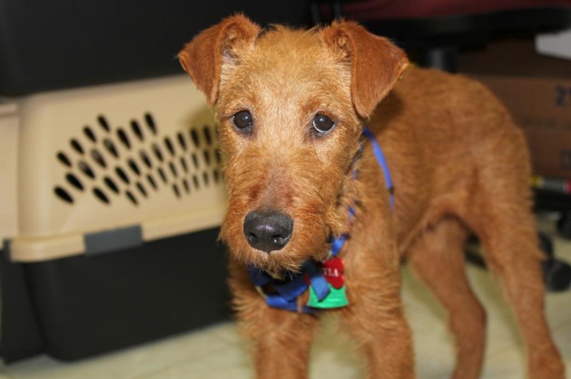 Auburn Area Animal Rescue Foundation AAARF Reviews and Ratings Auburn