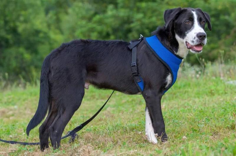 VT Dog Rescue Reviews and Ratings Hinesburg, VT Donate, Volunteer