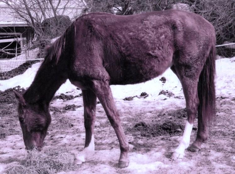 New England Equine Rescue North, Inc Reviews and Ratings West