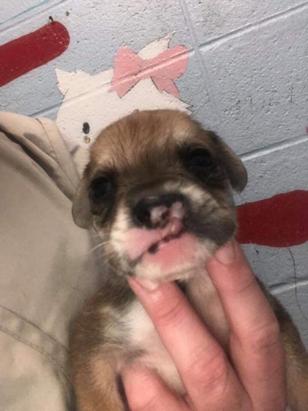 Lovable Paws Rescue Reviews and Ratings Ridgeland, SC Donate