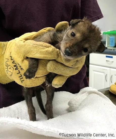 Tucson Wildlife Center Reviews and Ratings | Tucson, AZ | Donate