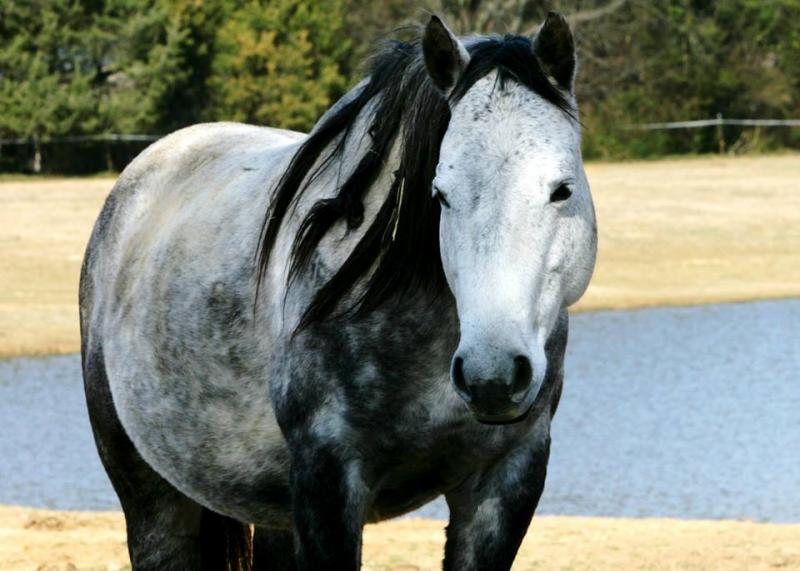 Horse Protection Society of North Carolina Reviews and Ratings China