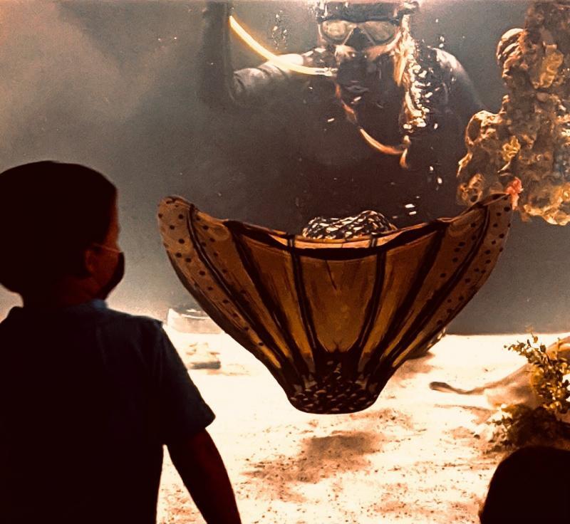 Aquarium & Shark Lab by Team ECCO Reviews and Ratings Hendersonvlle