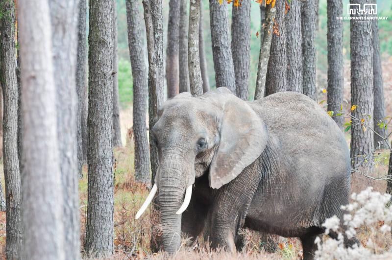Elephant Sanctuary Reviews and Ratings Hohenwald, TN Donate, Volunteer, Review GreatNonprofits