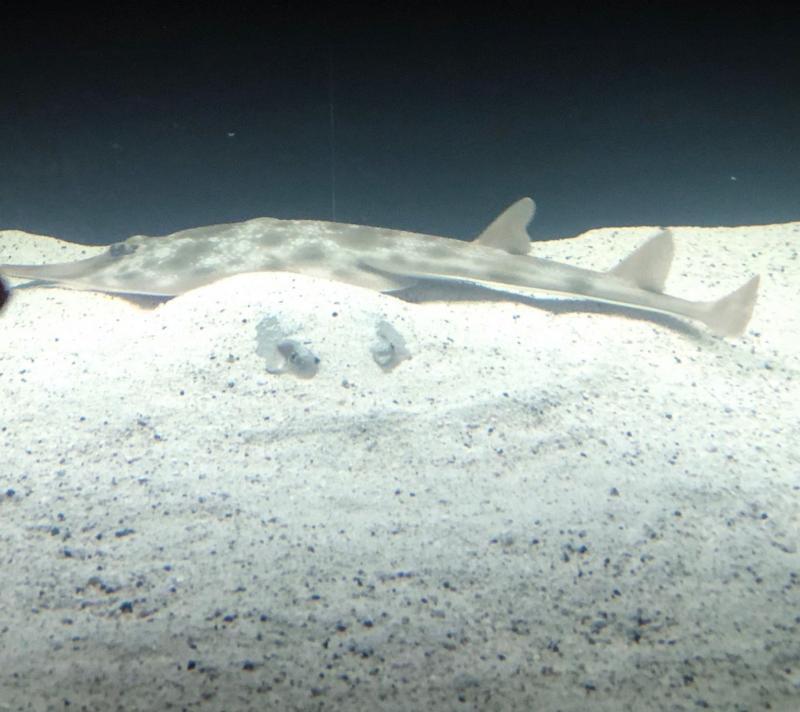 Aquarium & Shark Lab by Team ECCO Reviews and Ratings Hendersonvlle