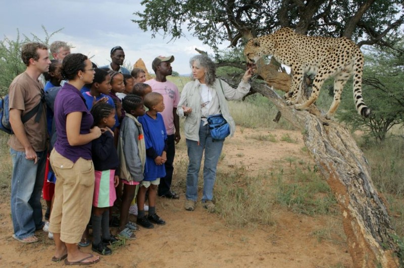 Cheetah Conservation Fund Reviews and Ratings | Alexandria, VA | Donate