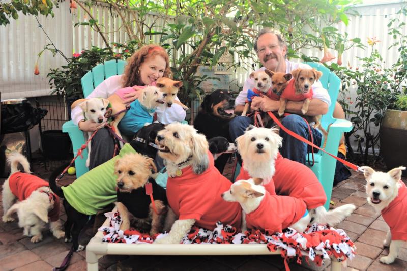 Lucky Pup Dog Rescue Com Reviews and Ratings San Diego, CA Donate
