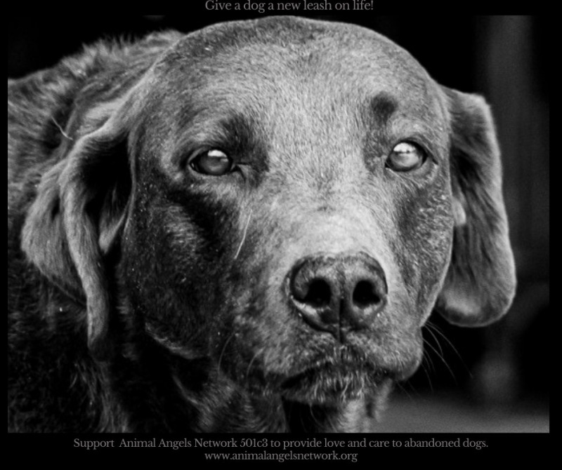 Search Box Image