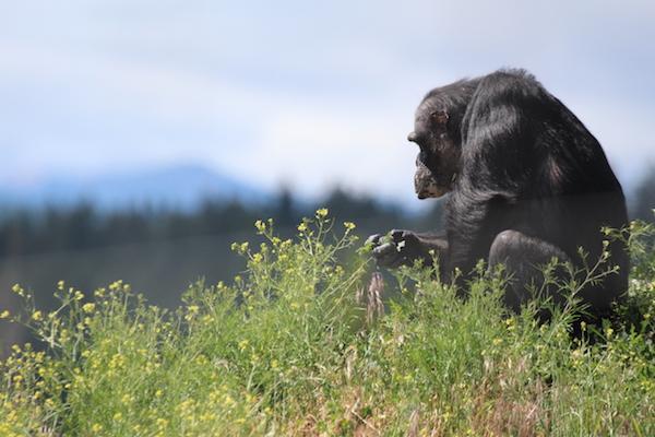 chimpanzee sanctuary northwest