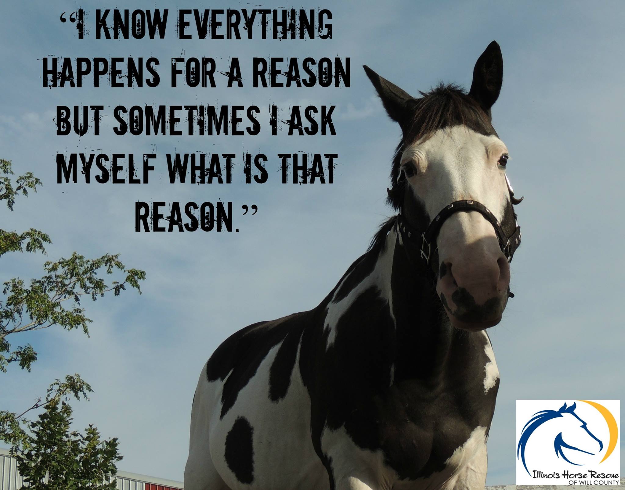 Illinois Horse Rescue of Will County Reviews and Ratings Beecher, IL