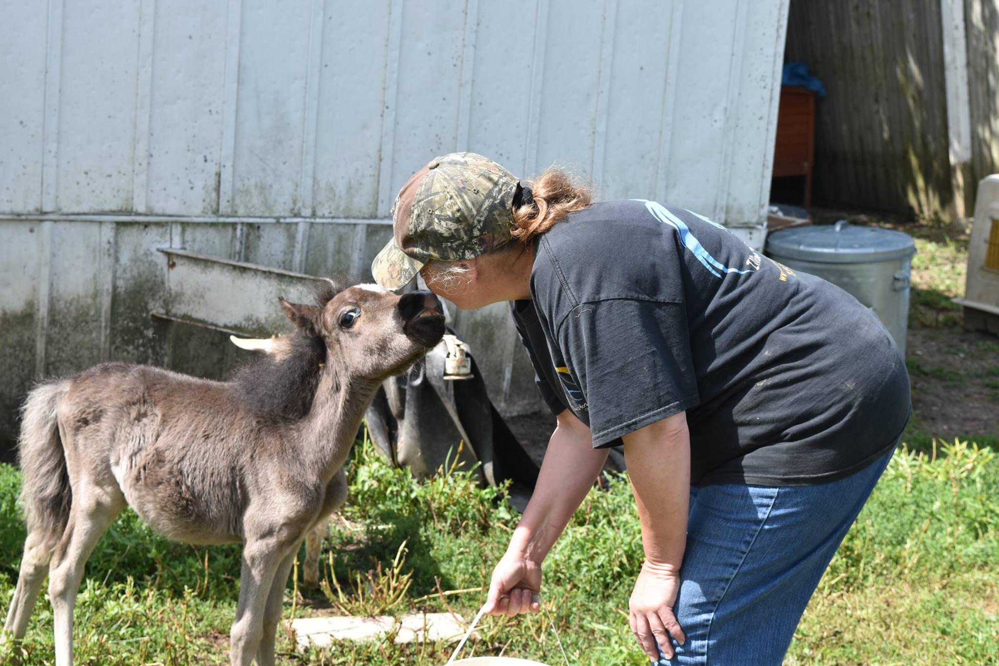 Illinois Horse Rescue of Will County Reviews and Ratings Beecher, IL