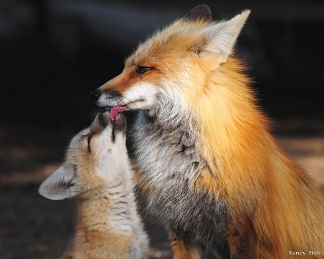 LOUISIANA WILDLIFE REHABILITATORS ASSOCIATION Reviews and Ratings