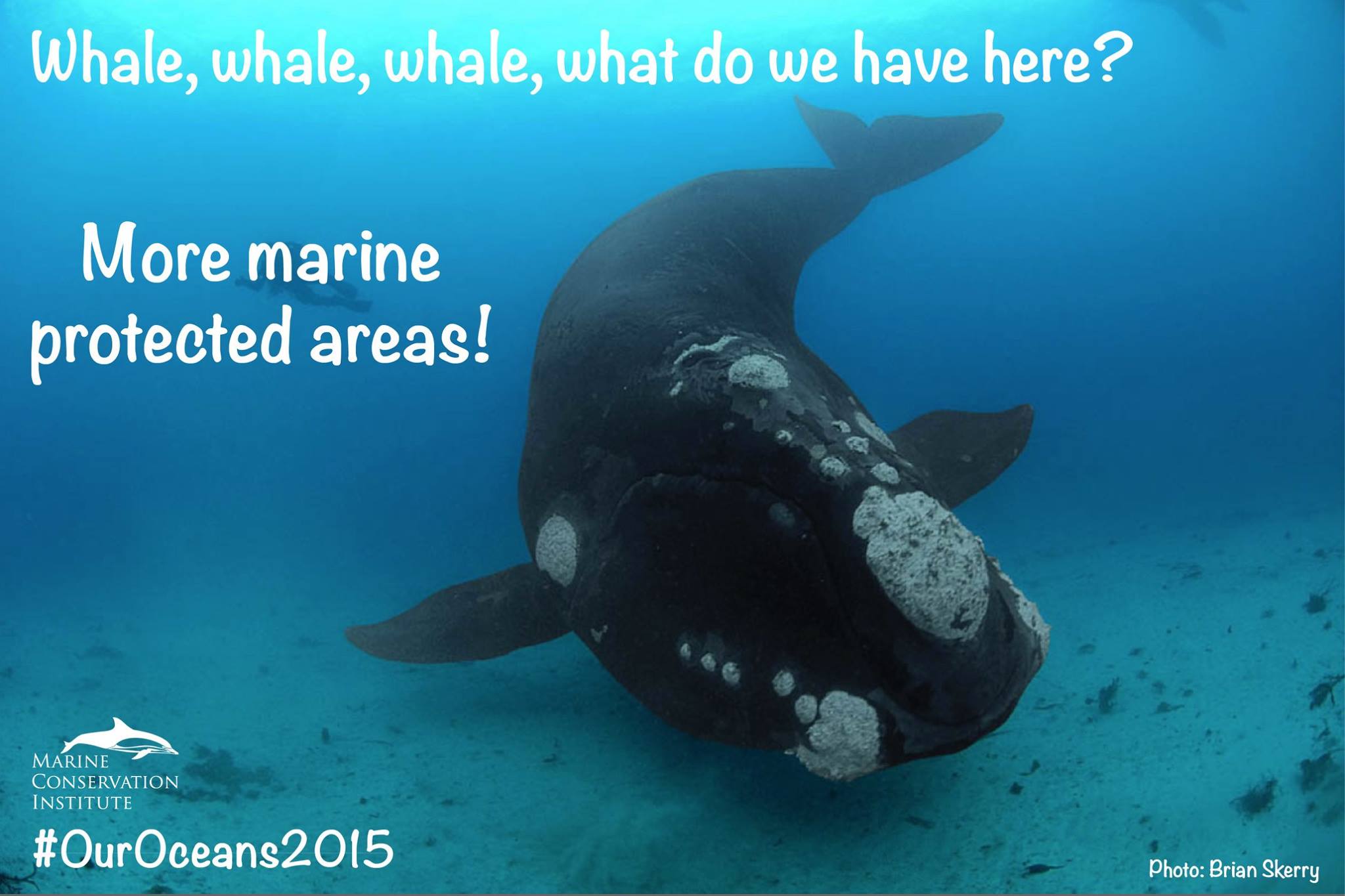 Marine Conservation Biology Institute Reviews and Ratings | Seattle, WA