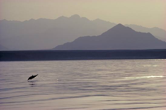 Marine Conservation Biology Institute
