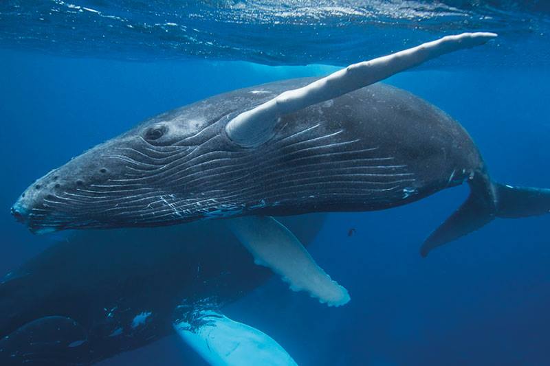 Marine Conservation Biology Institute Reviews and Ratings | Seattle, WA
