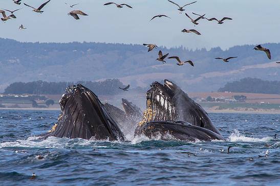 Marine Conservation Biology Institute Reviews and Ratings | Seattle, WA