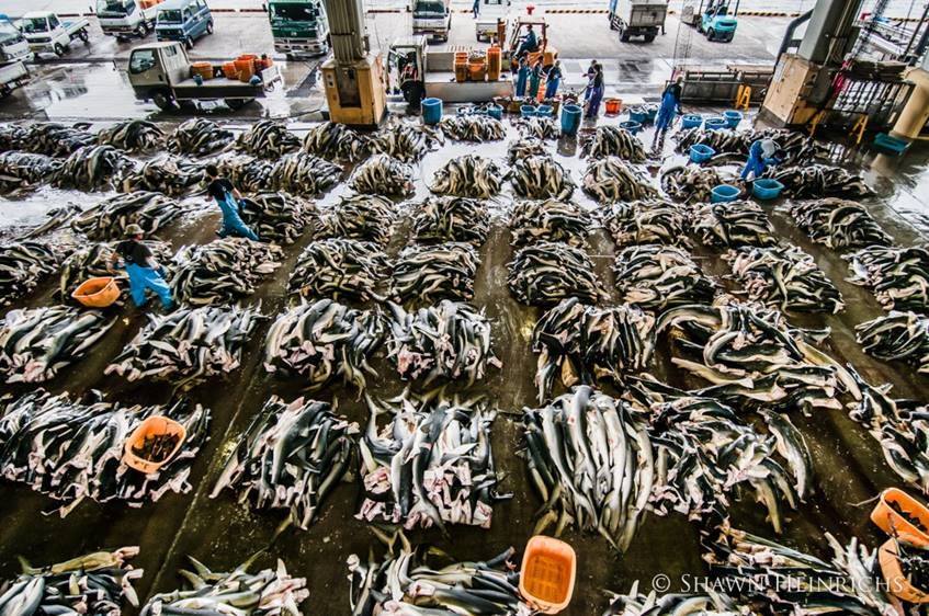 Marine Conservation Biology Institute Reviews and Ratings | Seattle, WA