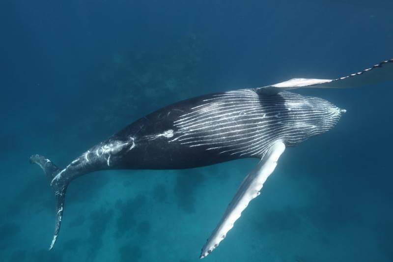 Marine Conservation Biology Institute Reviews and Ratings | Seattle, WA