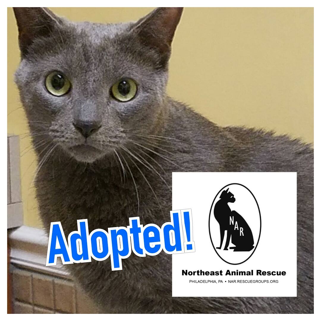 cat rescue north east