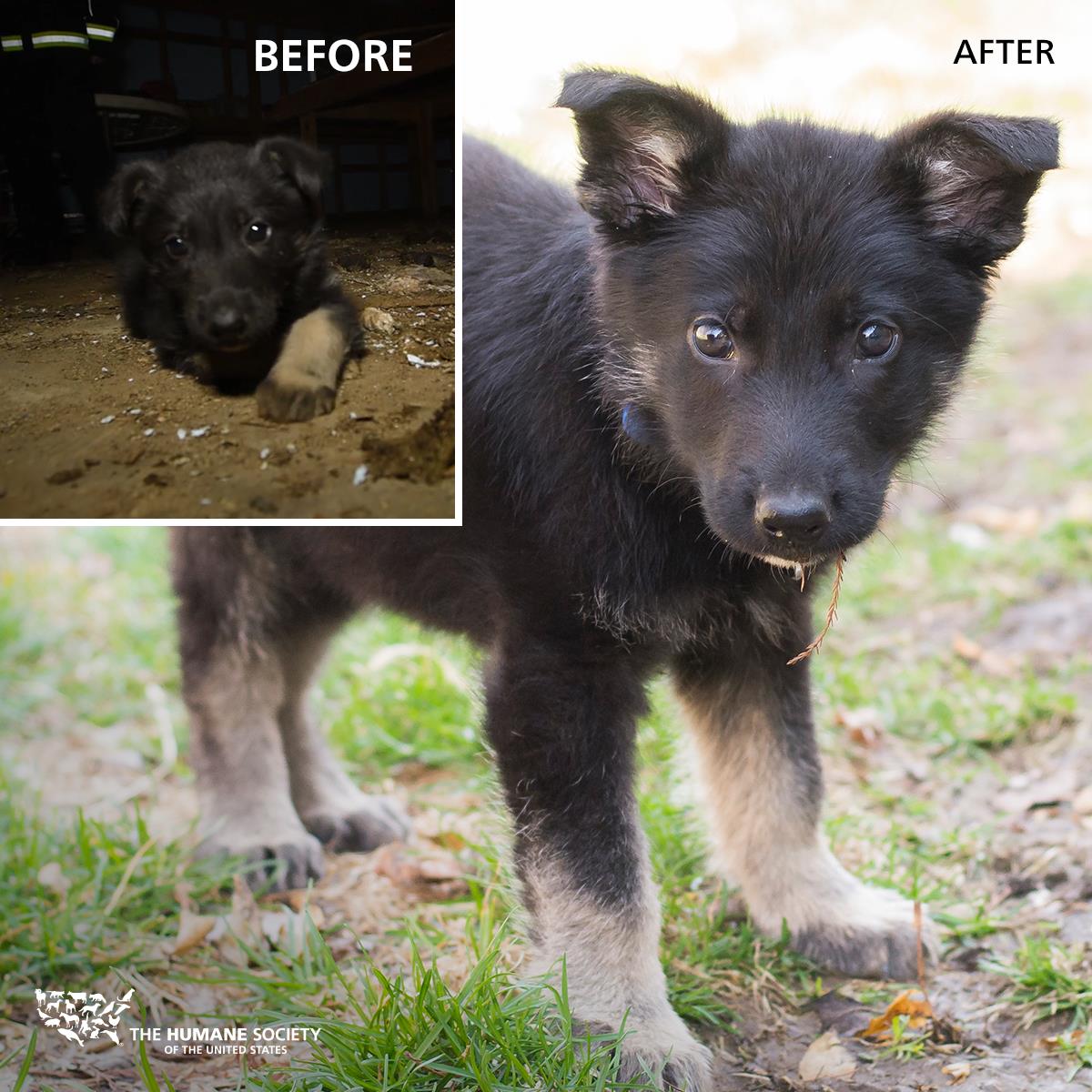 The Humane Society of the United States Reviews and