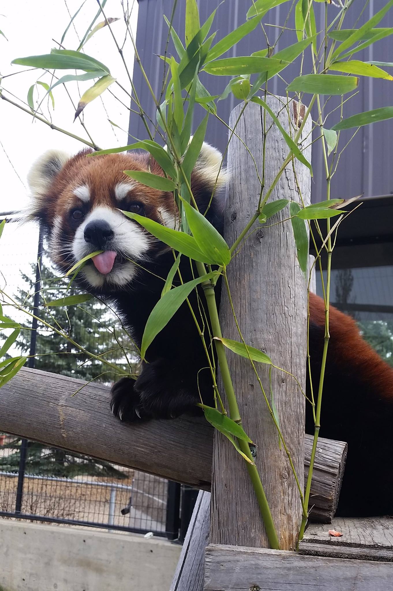 Red Panda Network Reviews and Ratings Eugene, OR Donate, Volunteer, Review GreatNonprofits