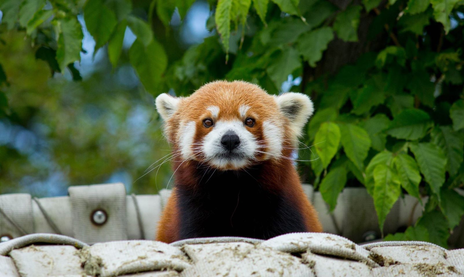 Red Panda Network Reviews and Ratings Eugene, OR Donate, Volunteer, Review GreatNonprofits