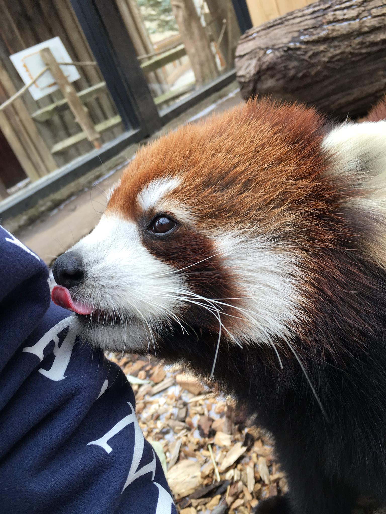 Red Panda Network Reviews and Ratings Eugene, OR Donate, Volunteer, Review GreatNonprofits