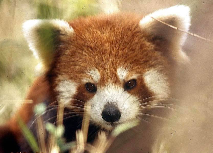 Red Panda Network nonprofit in San Francisco, CA Volunteer, Read Reviews, Donate GreatNonprofits