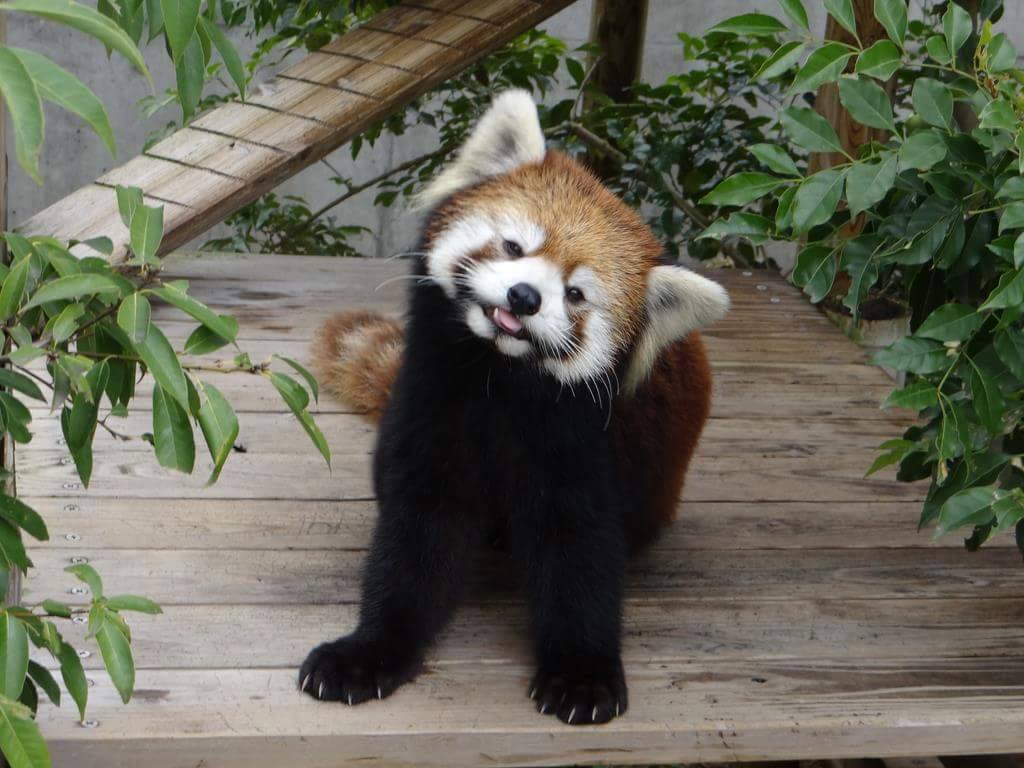 Red Panda Network Reviews and Ratings Eugene, OR Donate, Volunteer, Review GreatNonprofits