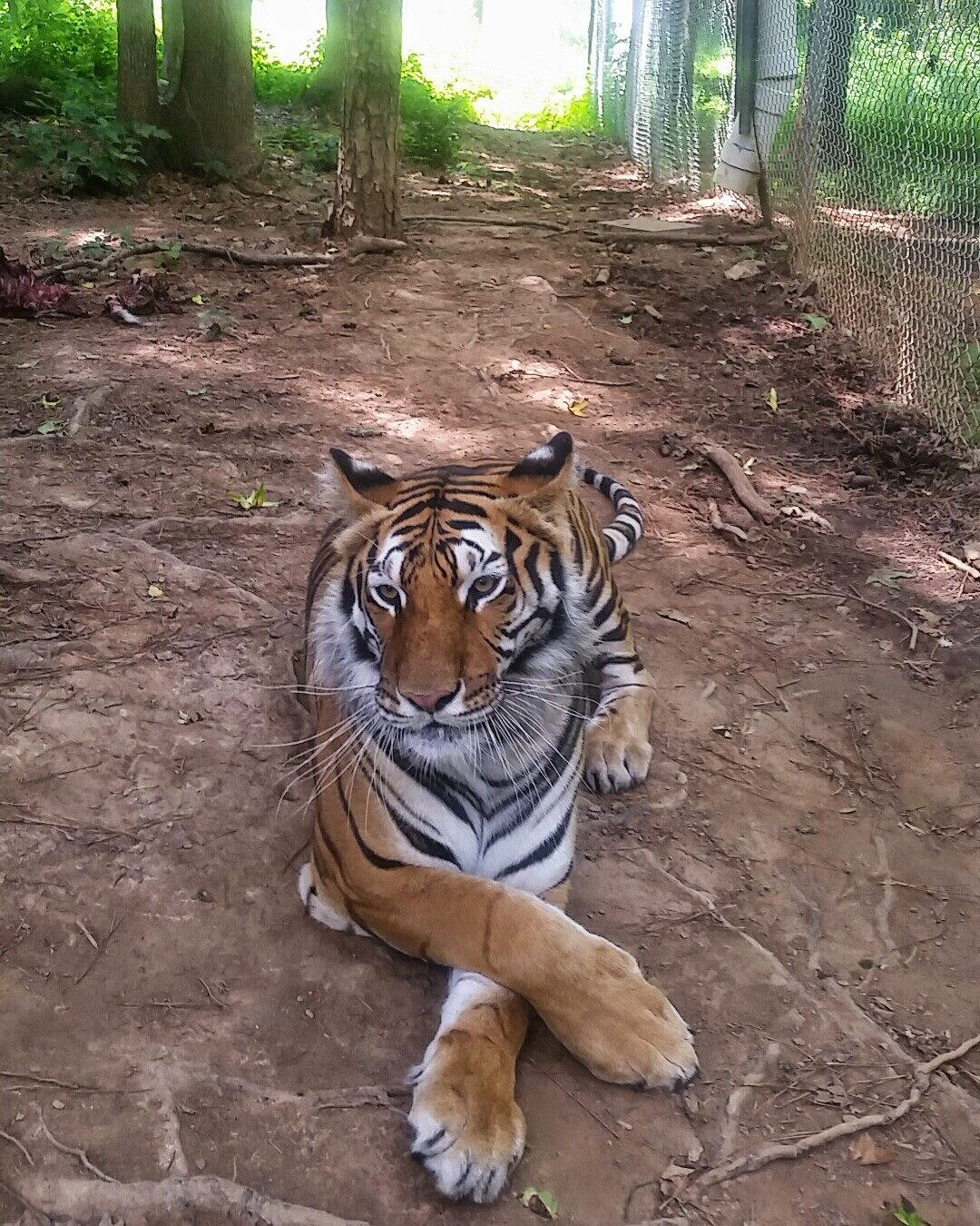 Carolina Tiger Rescue Reviews and Ratings Pittsboro, NC Donate