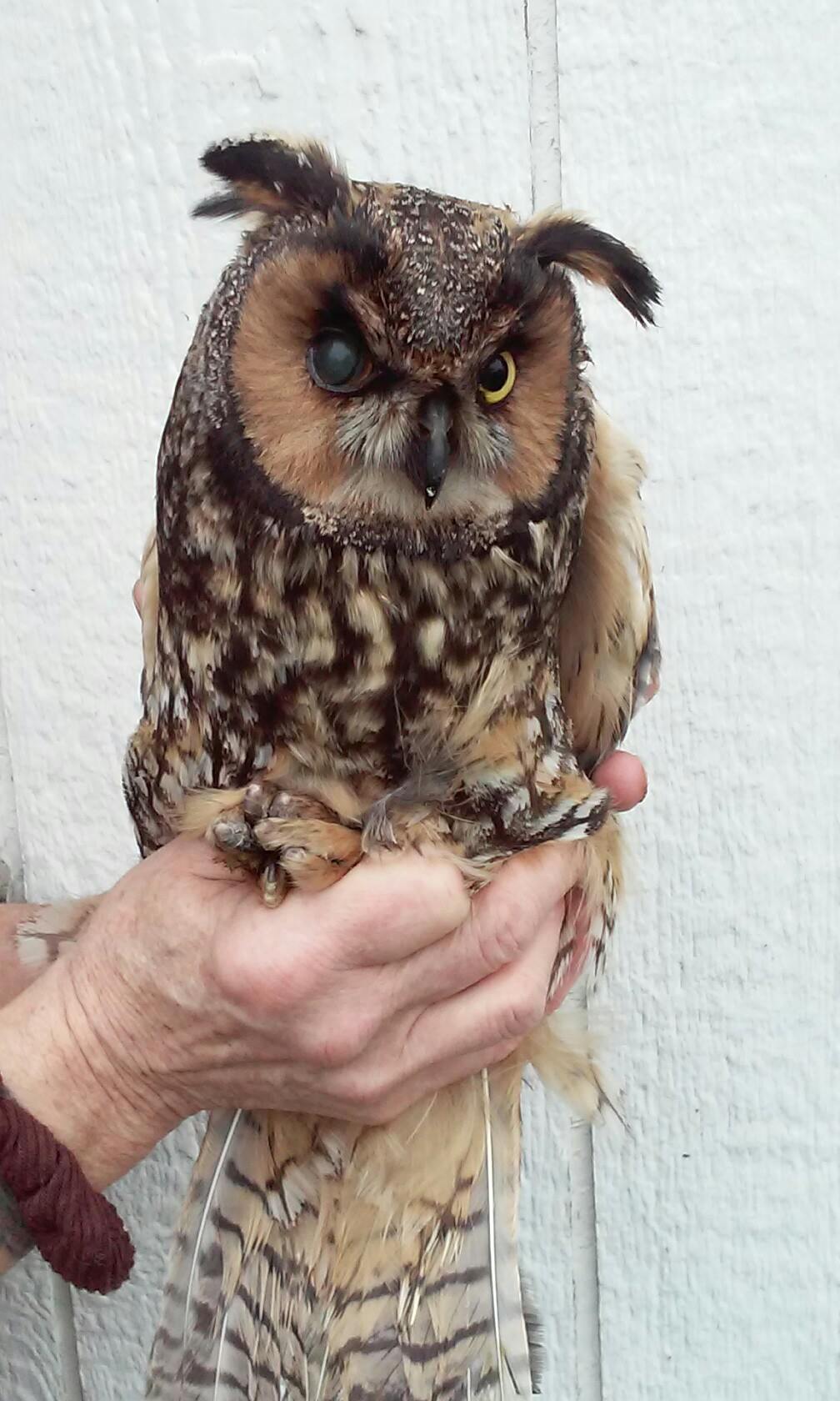 northwest raptor wildlife center nonprofit in sequim wa northwest raptor wildlife center nonprofit in sequim wa