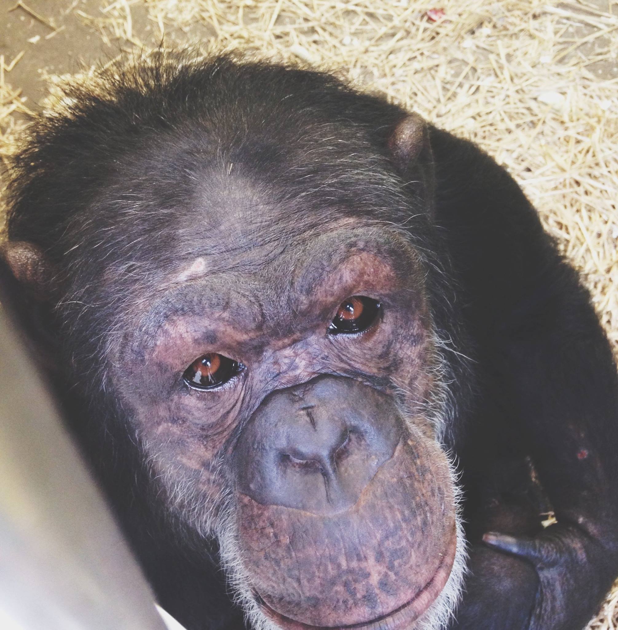 Primate Rescue Center Reviews and Ratings Nicholasville, KY Donate
