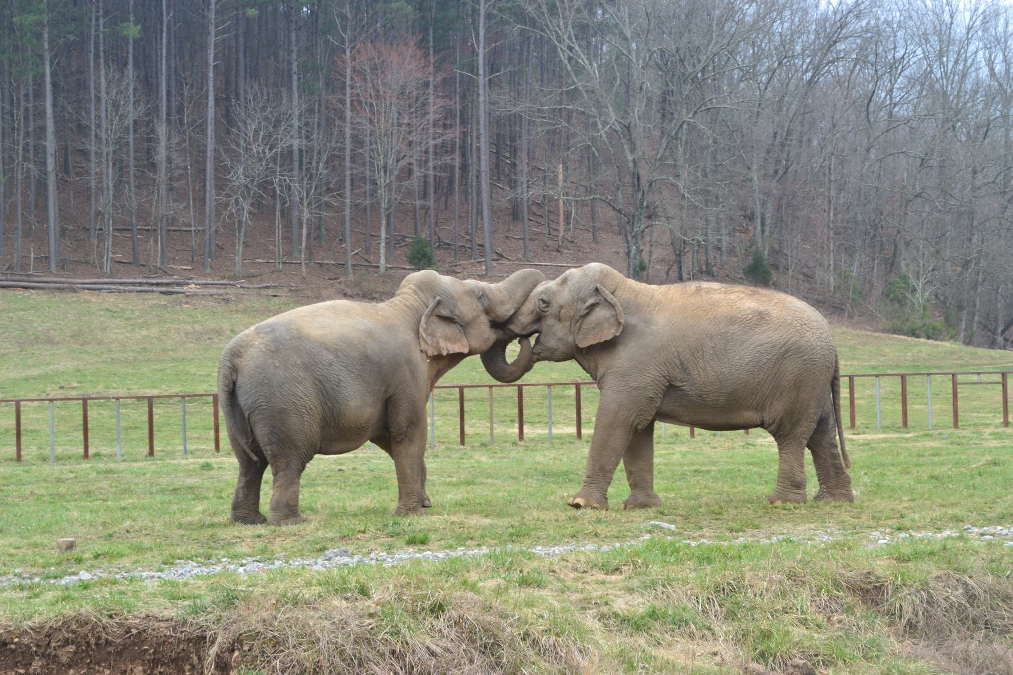 Elephant Sanctuary Reviews and Ratings Hohenwald, TN Donate