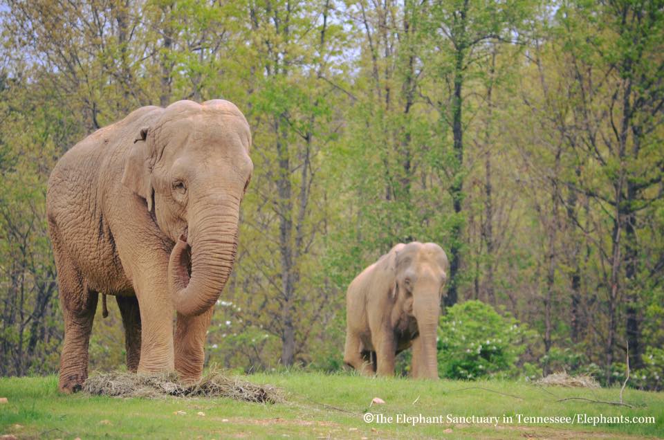 Elephant Sanctuary Reviews and Ratings Hohenwald, TN Donate