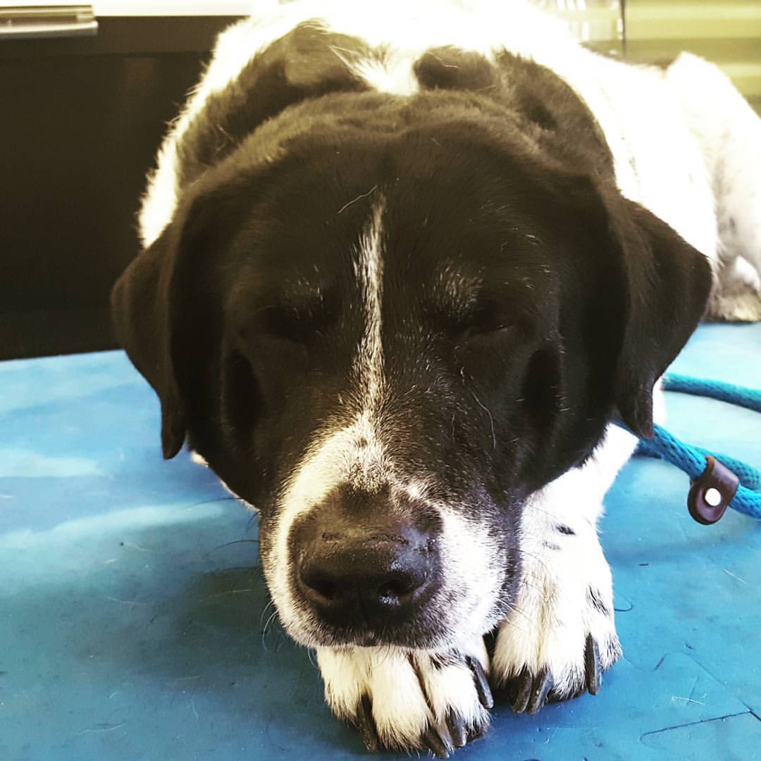 United Animal Friends Inc Reviews and Ratings | Prescott, AZ | Donate