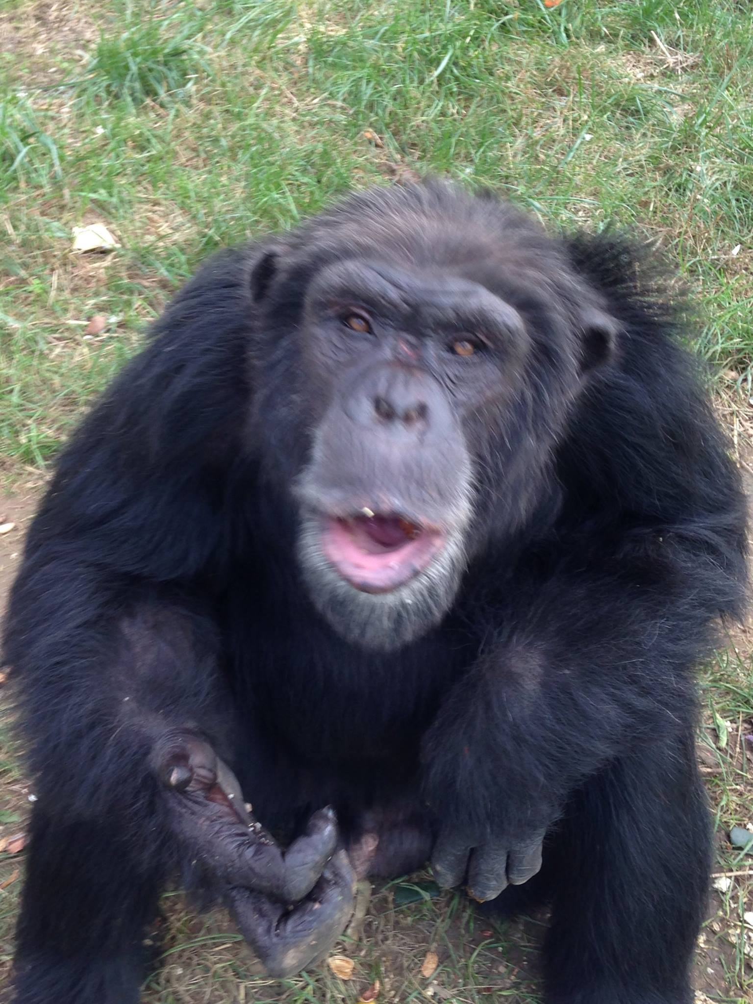 Primate Rescue Center Reviews and Ratings Nicholasville, KY Donate