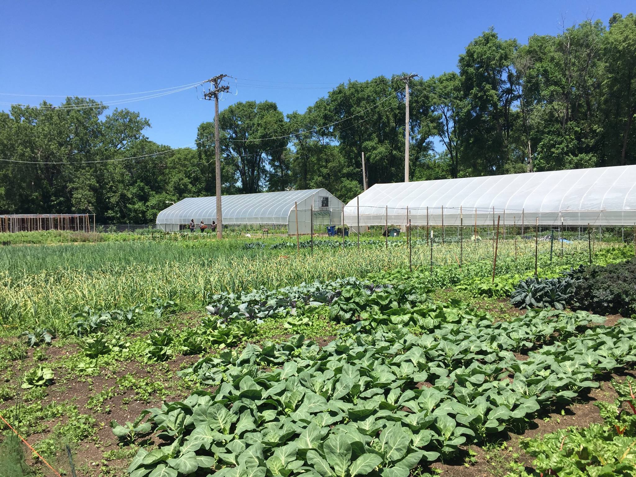 Growing Home Inc Reviews and Ratings Chicago, IL Donate, Volunteer