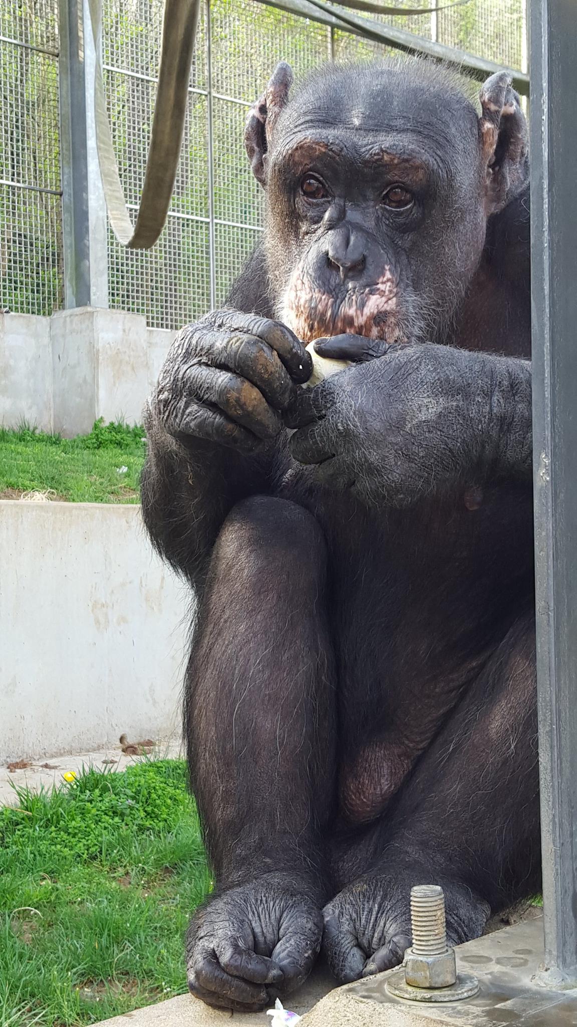 Primate Rescue Center Reviews and Ratings Nicholasville, KY Donate