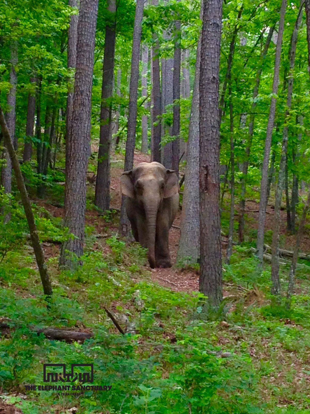 Elephant Sanctuary Reviews and Ratings Hohenwald, TN Donate