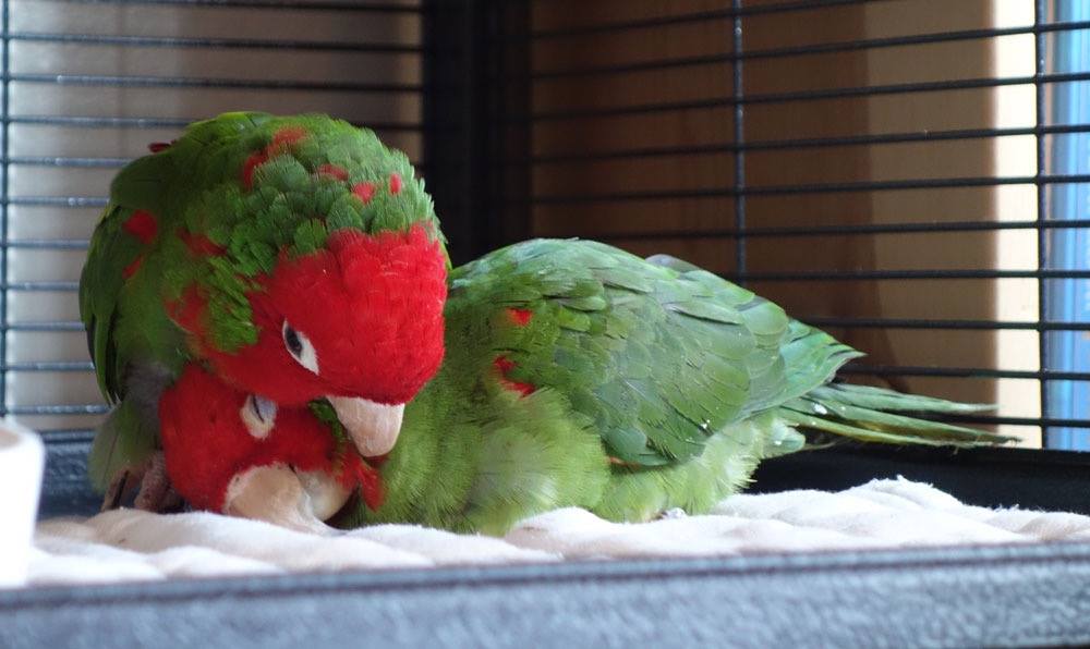 Mickaboo Companion Bird Rescue Reviews and Ratings San Jose, CA