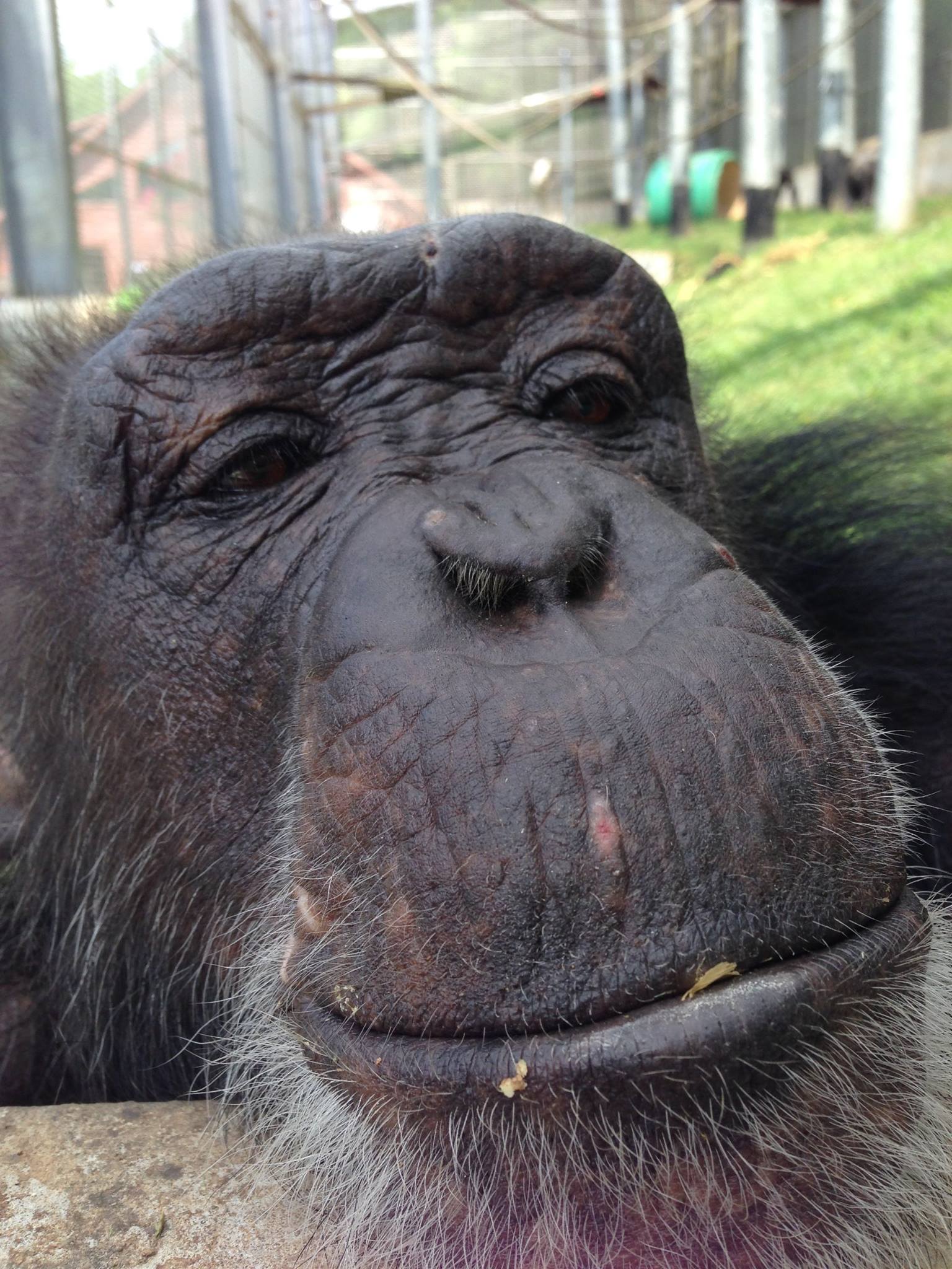 Primate Rescue Center Reviews and Ratings Nicholasville, KY Donate