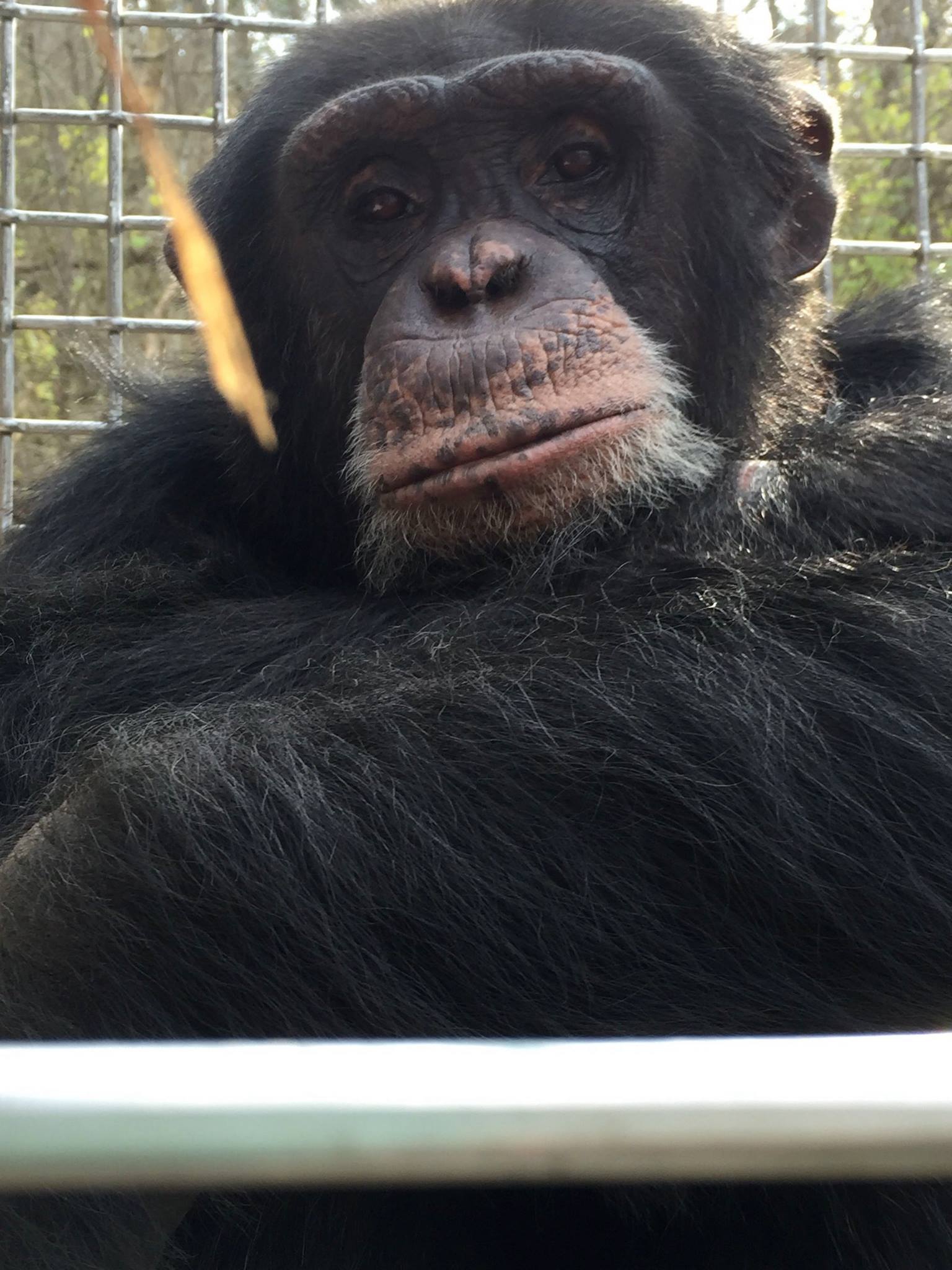 Primate Rescue Center Reviews and Ratings Nicholasville, KY Donate