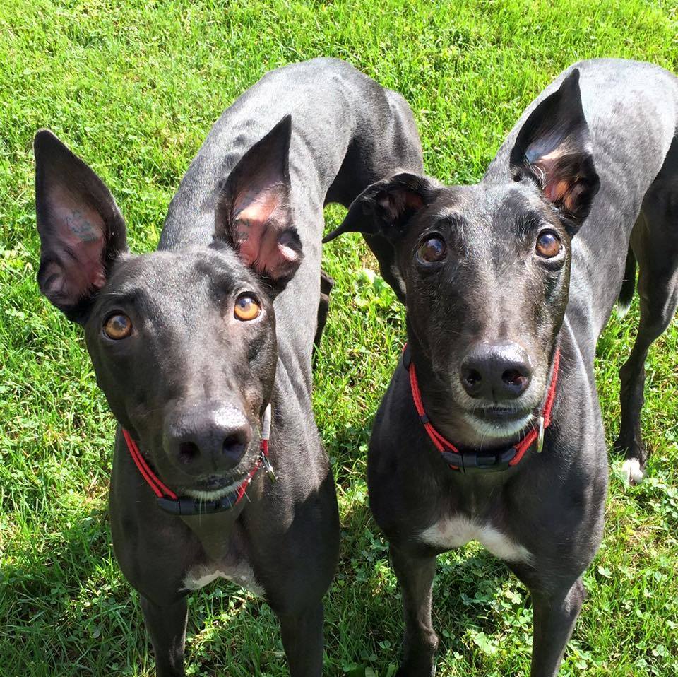 Greyhound Adoption League of Texas Inc Reviews and Ratings Dallas, TX